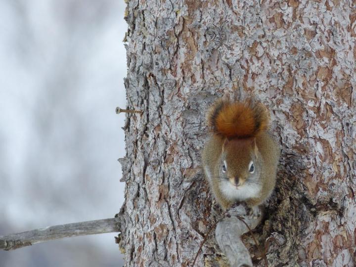 Red squirrel Arrowhead